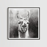 LAMA - Kunstdruck | Sabrina Hassler