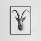 STEINBOCK - Originalzeichnung | Sabrina Hassler | 2023