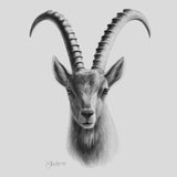 STEINBOCK - Originalzeichnung | Sabrina Hassler | 2023